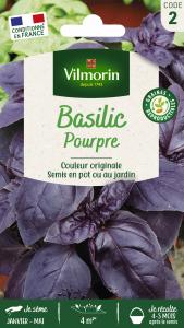 Basilic Pourpre